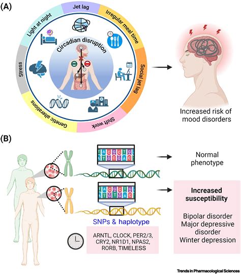 Circadian biology to advance therapeutics for mood disorders: Trends in ...