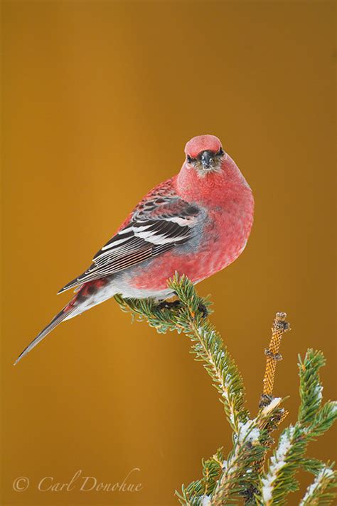 Wildlife Photos from Wrangell - St. Elias National Park and Preserve