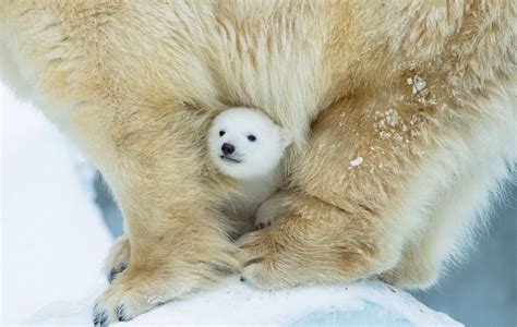 Photos Of Adorable Baby Polar Bears Celebrating International Polar Bear Day