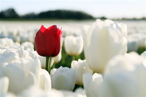 147,400+ Red Tulip Petal Stock Photos, Pictures & Royalty-Free Images - iStock