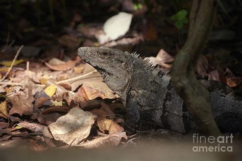 Magnificent green iguana immersed in its natural habitat Photograph by Filippo Carlot - Pixels