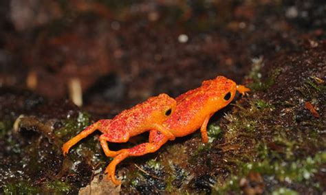 Pumpkin Toadlets Have Lost Ability To Hear Own Mating Calls - Reptiles Magazine