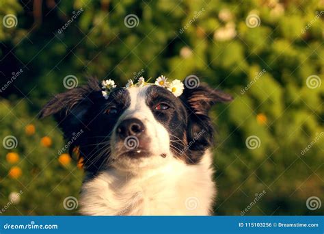 Dog with flower crown stock photo. Image of flower, flowercrown - 115103256