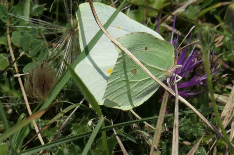 Brimstone, Fontmell Down | Dorset Butterflies