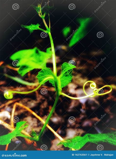 The Glamorous Tendrils Below the Leaves of Plant Stock Image - Image of stem, tendrils: 162763561