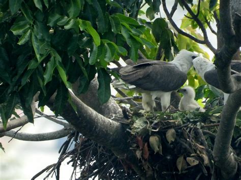 White bellied sea eagle nesting | Siying Tan | Flickr