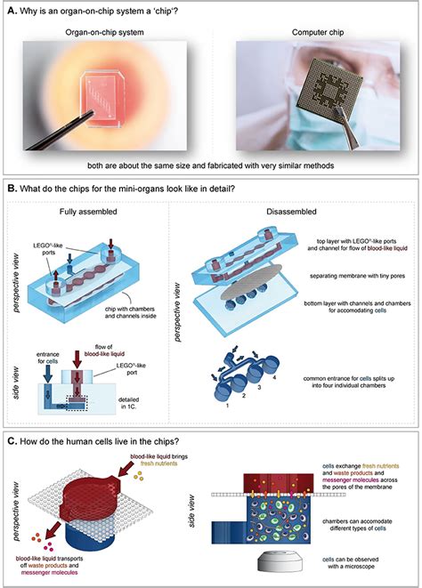 Organ-on-Chip: Playing LEGO® With Mini-Organs to Reduce Animal Testing and Make Medicines Safer ...