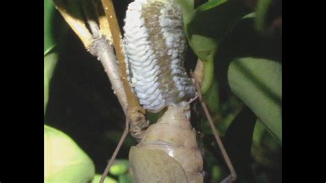 A Large Female Praying Mantis Lays Her Eggs in an Ootheca (Protective ...