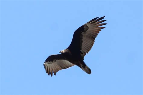 Juvenile turkey vulture. Milpitas, CA : r/BirdPhotography