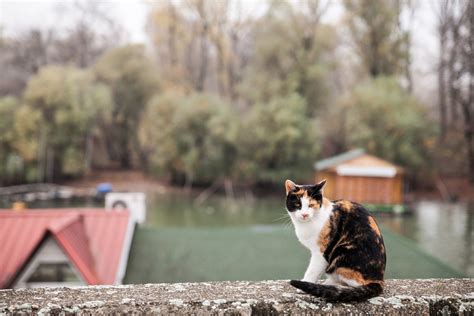 100+ unique Serbian cat names: from Balkan legends to modern charm - Traveling Cats