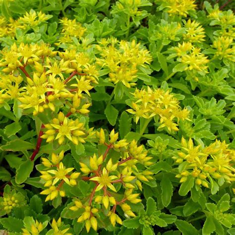 Sedum Kamtschaticum Drought Tolerant Russian Stonecrop Ground Cover Plant Seeds