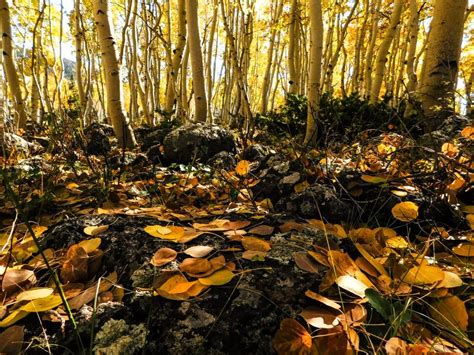 Utah’s Pando aspen grove is the most massive living thing known on Earth. It may die soon. - The ...