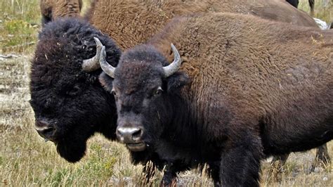 American Buffalo: Spirit of a Nation | About | Nature | PBS