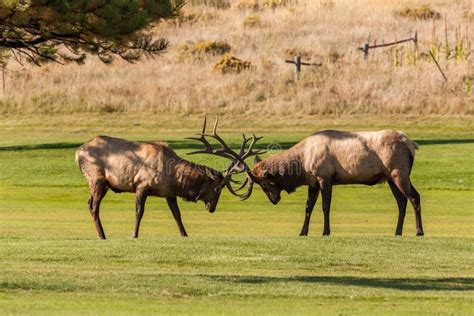 109 Bull Elk Fighting Rut Stock Photos - Free & Royalty-Free Stock ...