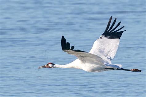 11 Birds That Look Like Cranes (Species + Habitats)