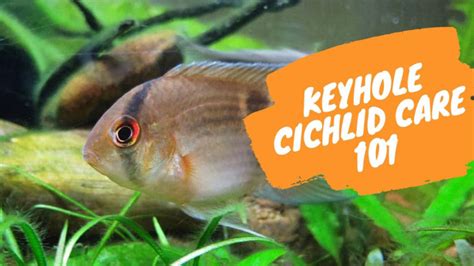 Keyhole Cichlid Care 101: Size, Lifespan, Food, Tank Mates