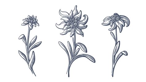 Edelweiss flowers. Vector hand drawn illustration 25837814 Vector Art ...