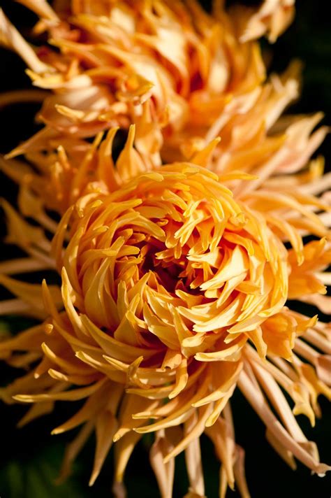 Kiku: Japanese Chrysanthemums. | Crisântemos, Todas as flores, Belas flores