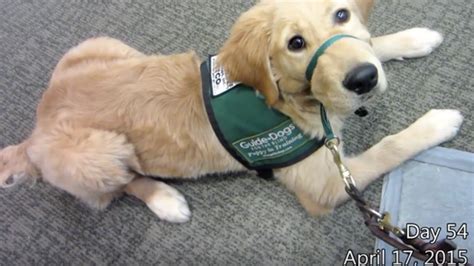 Watch an Adorable Puppy Go Through Guide Dog Training | Mental Floss