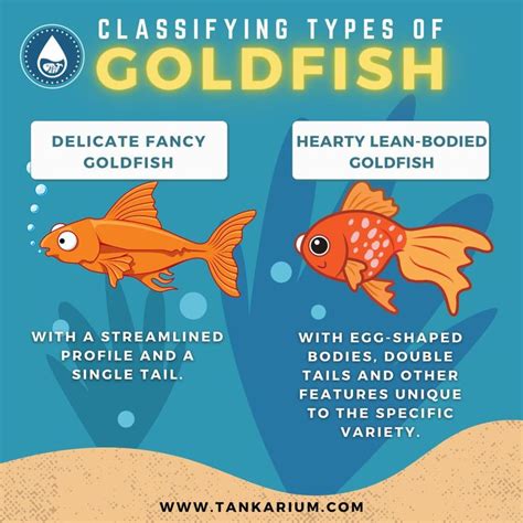 Ultimate Guide to Goldfish Care | Goldfish care, Fish care, Goldfish