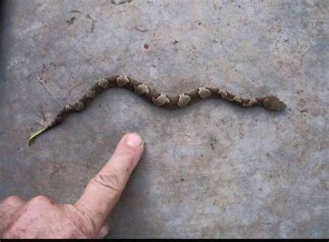 Here is a picture of a baby Copperhead. They do what is called "a venom ...