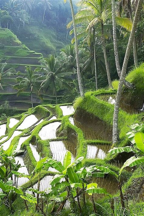 Rice Paddy, Thailand | * Indonesia, Malaysia, Thailand and Cambodia…