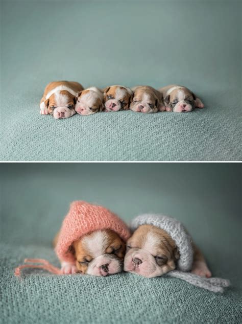 Ottawa Newborn Photographer | Puppies | Diamondview Photography ...