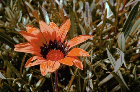 Single Orange Flower Free Stock Photo - Public Domain Pictures