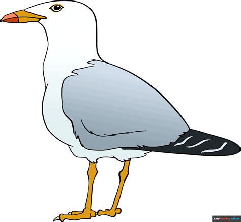 How to Draw a Seagull - Really Easy Drawing Tutorial