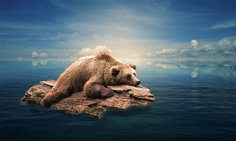 HD wallpaper: bear 4k desktop backgrounds | Wallpaper Flare