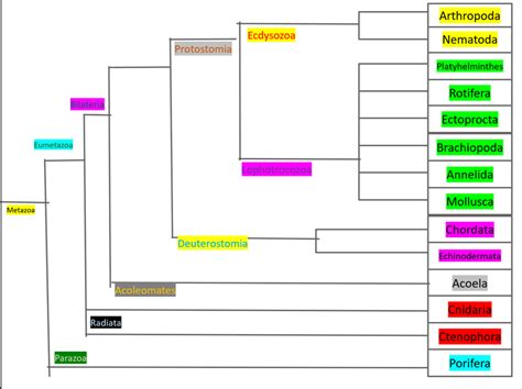 Phylogeny Of Animals