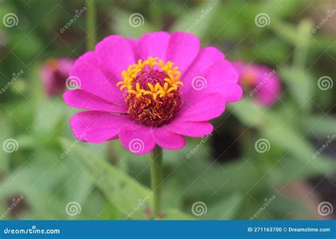 Purple Paper Flower stock photo. Image of nature, daisy - 271163700