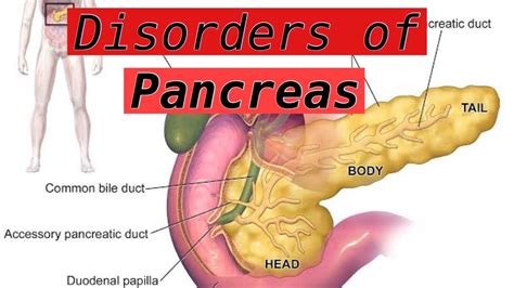 Pancreas - location, function & disorders. - YouTube