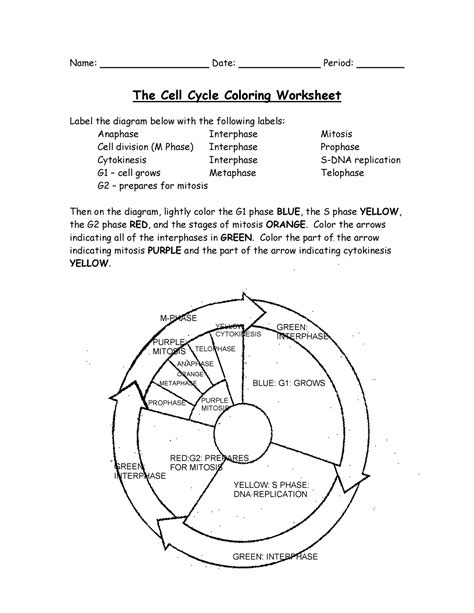 10 - cells - Name: Date: Period: The Cell Cycle Coloring Worksheet Label the diagram below with ...