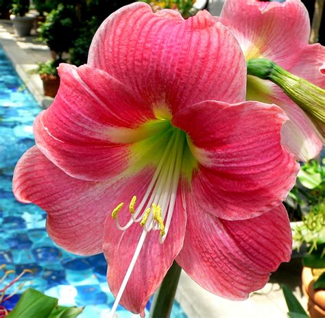 Amaryllis Flower