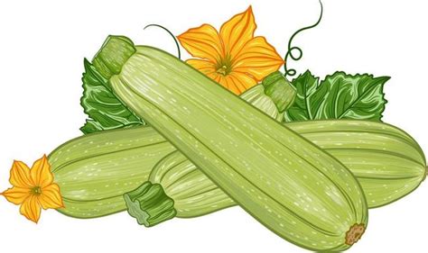 Zucchini Plant Vector Art, Icons, and Graphics for Free Download