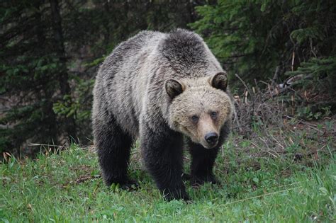 ハイイログマ 野生動物 くま - Pixabayの無料写真 - Pixabay