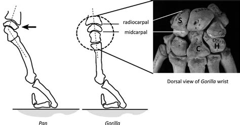 Functional differences in the knuckle-walking hand postures of Pan and ...