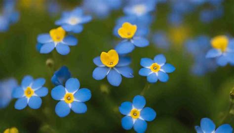 Alaska State Flower: Forget-Me-Not, Meaning and Symbolism