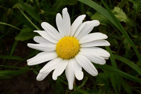 Daisy wheel stock photo. Image of beautiful, leaf, green - 93846078