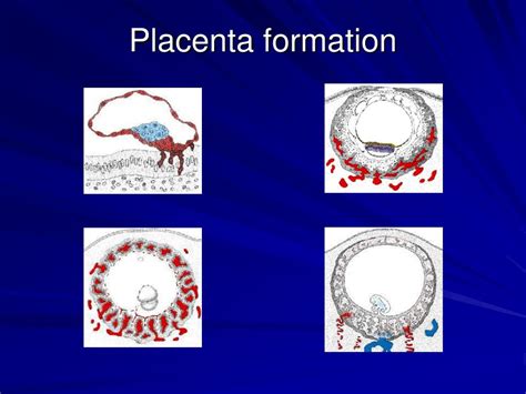 PPT - Human Pregnancy PowerPoint Presentation, free download - ID:1774560