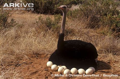 Male Ostrich sitting on nest of eggs