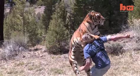 Tiger Attacks Man: Real Tiger Attack Stunt | KpopStarz