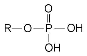 Phosphate Facts for Kids