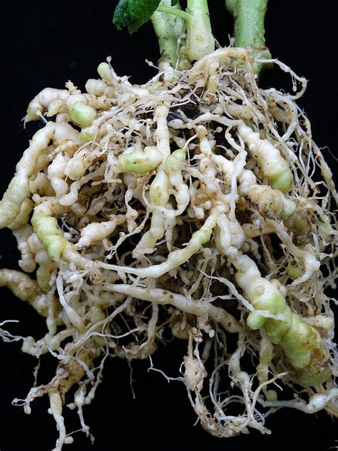 Japanese Researchers Discover Phytol as Agent for Root-Knot Nematode Resistance- Crop Biotech ...