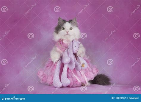 Fluffy Cat in a Pink Dress Holds a Favorite Toy Stock Image - Image of ...