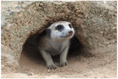 BBC News - Meerkat groups have 'traditions'