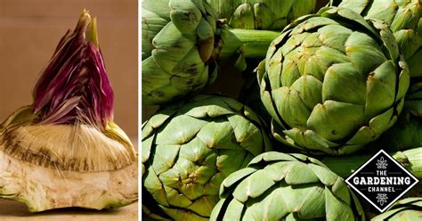 Health Benefits of Artichoke - Gardening Channel