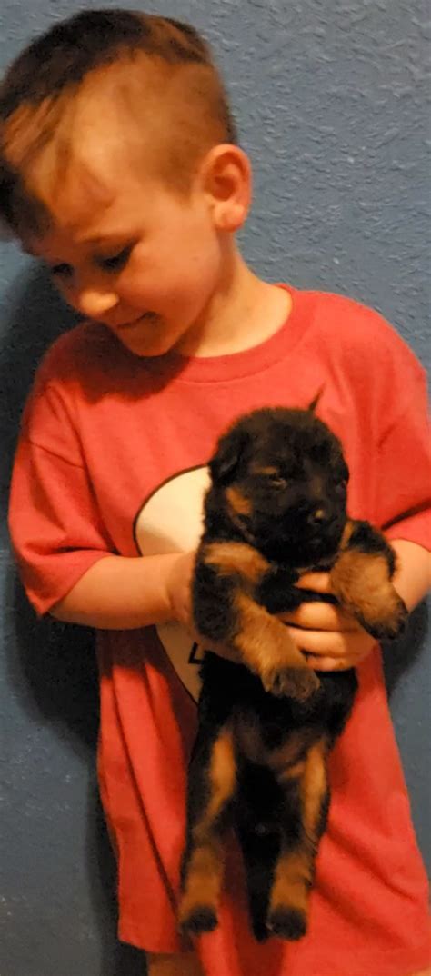 German Shepherd Puppies For Sale | Summerfield, FL #313071