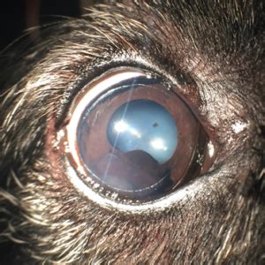 Melanoma Uveal – canino – Animal Eye Clinic | Madame Lelica